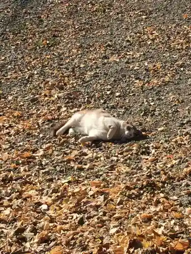 三芳野神社の動物