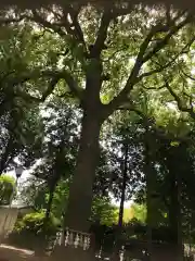 星川杉山神社の自然