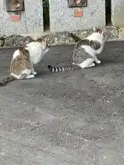 千光寺の動物