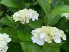 足羽神社の自然