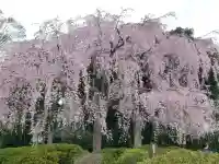櫻木神社の自然