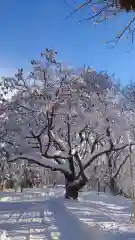 相馬神社の自然