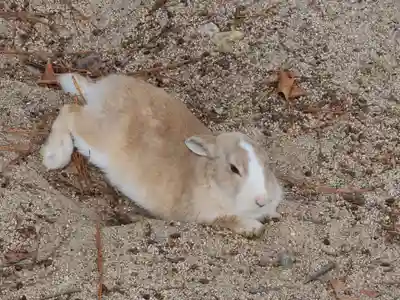 大久野島神社(広島県)