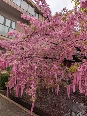 桜神宮(東京都)