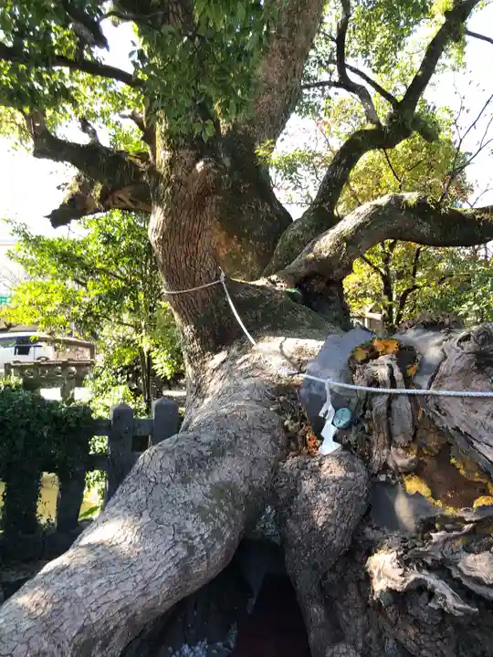 牛嶋天満宮の自然