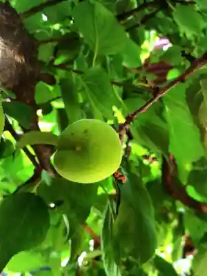 諏訪神社(東京都)