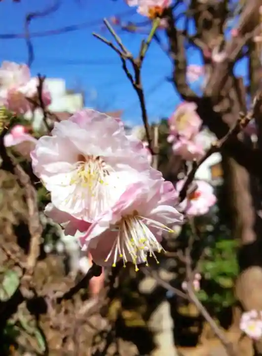 四谷於岩稲荷田宮神社(東京都)