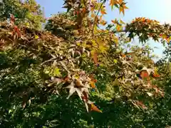 宝満宮竈門神社の自然