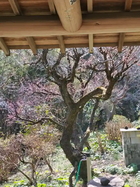 岩之上堂の自然