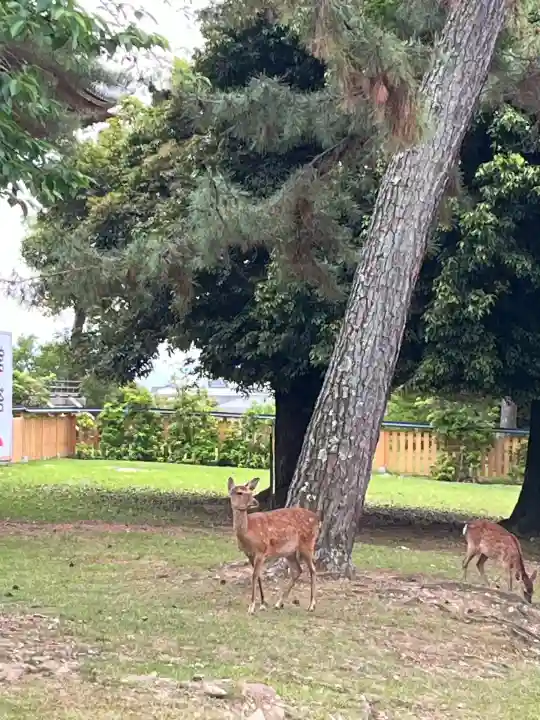 興福寺(奈良県)