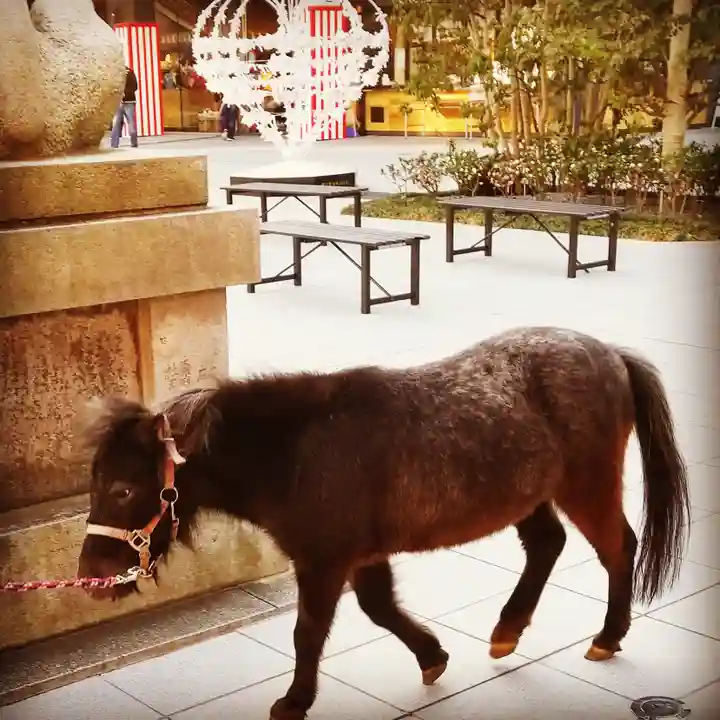 神田神社(神田明神)の動物
