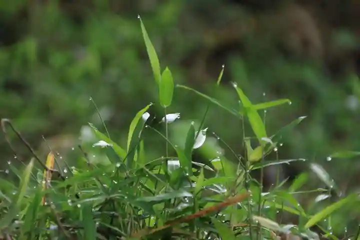 阿久津「田村神社」(郡山市阿久津町)旧社名:伊豆箱根三嶋三社の自然
