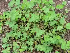 日光二荒山神社の自然