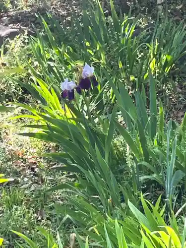 平野神社の自然