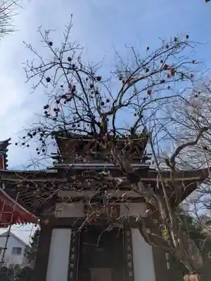 成願寺(東京都)