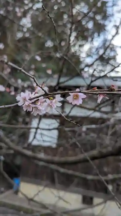 平野神社(京都府)