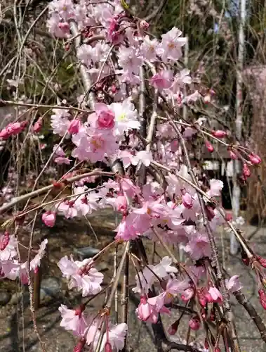 平野神社の自然