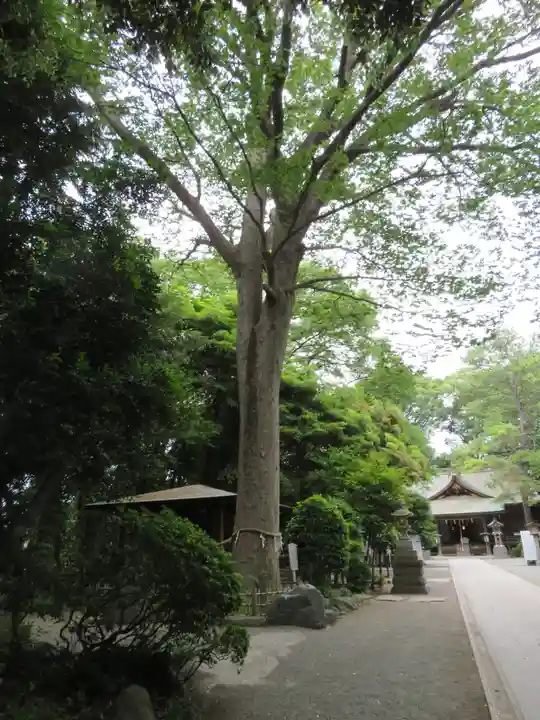 前鳥神社の自然