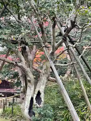 白毫寺(奈良県)