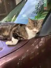 玉野御嶽神社の動物