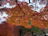 武田神社の自然