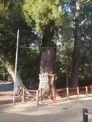 息栖神社の自然