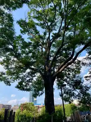 祥雲寺(東京都)