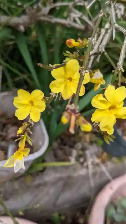 玉野御嶽神社の自然