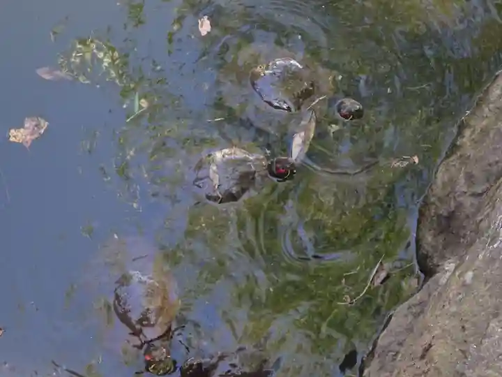 磐井神社の動物