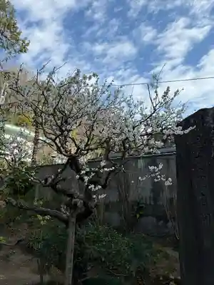 明月院(神奈川県)