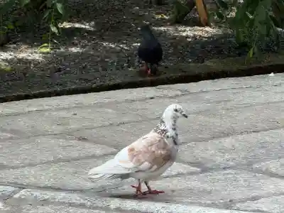 頂法寺（六角堂）(京都府)