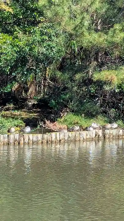 菊田神社の動物