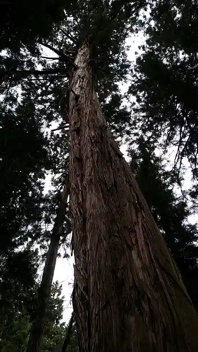 雲洞庵 芹沢観音の自然