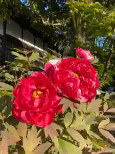 最明寺の自然(2020年04月16日(木) 23時32分11秒投稿)