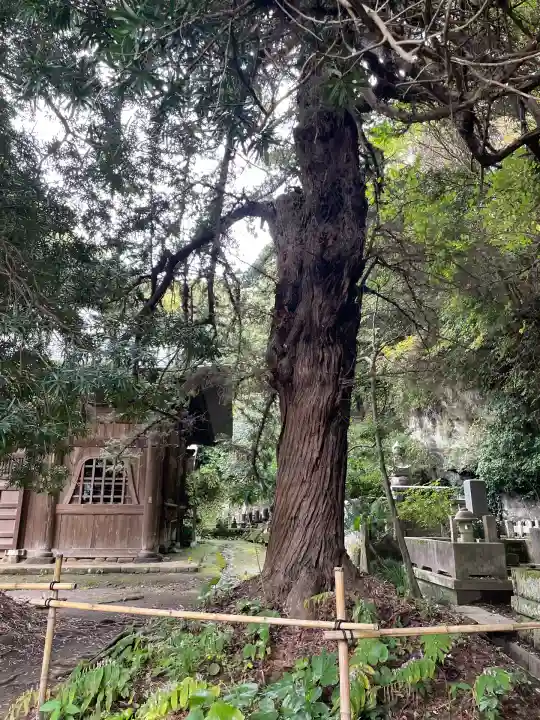 浄光明寺(神奈川県)