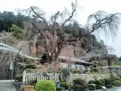 久遠寺の建物その他