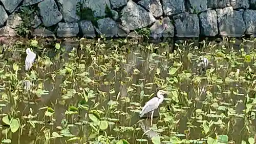 報徳二宮神社の動物