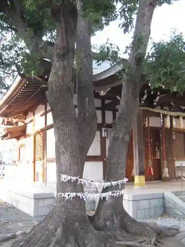 橘樹神社の自然