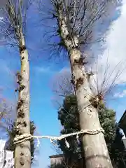 川越八幡宮(埼玉県)