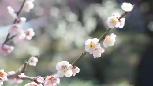 道明寺天満宮(大阪府)