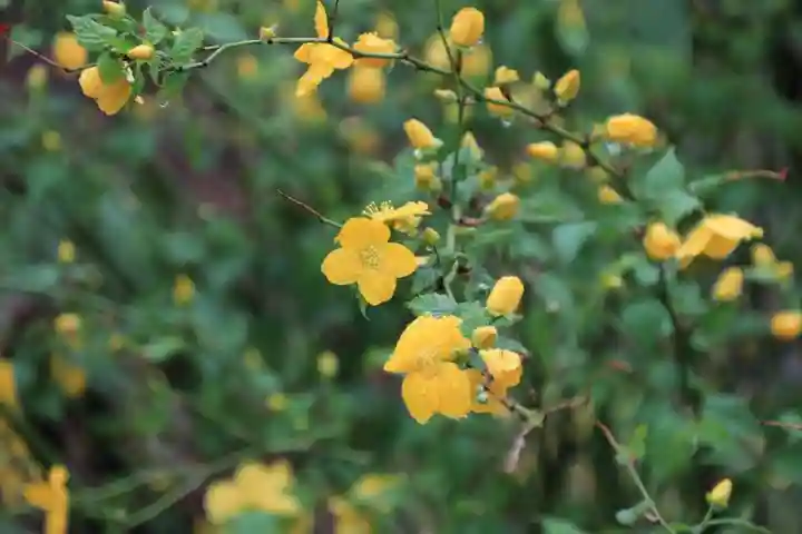 阿久津「田村神社」(郡山市阿久津町)旧社名:伊豆箱根三嶋三社の自然