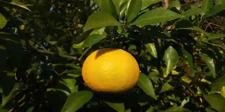 平野神社の自然