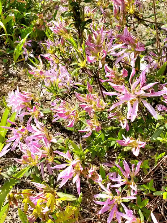 開成山大神宮の自然