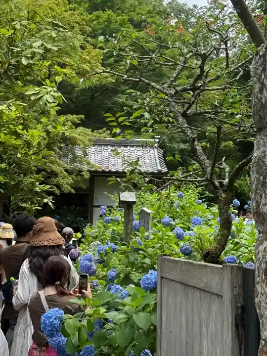 明月院(神奈川県)