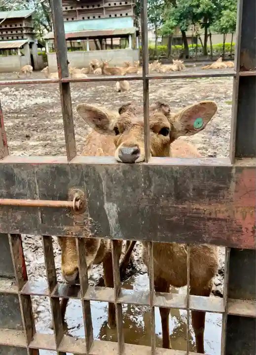 三嶋大社(静岡県)