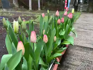 大宮温泉神社の自然(2022年04月18日(月) 08時16分10秒投稿)
