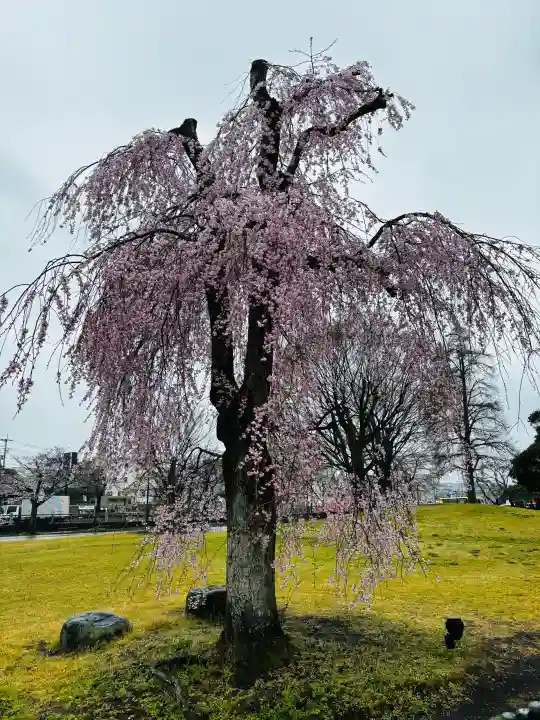 富士山本宮浅間大社の{uncategorized: "未分類", other: "その他", undefined: "問題あり", building: "その他建物", grave: "お墓", sacred_gate: "鳥居", guardian: "狛犬", statue: "像", buddha: "仏像", history: "歴史", nature: "自然", garden: "庭園", animal: "動物", pagoda: "塔", temizu: "手水舎", mountain_gate: "山門・神門", sanctuary: "本殿・本堂", subordinate: "末社・摂社", art: "芸術", scenery: "景色", jizo: "地蔵", ema: "絵馬", goshuin: "御朱印", omikuji: "おみくじ", items: "授与品その他", amulet: "お守り", goshuincho: "御朱印帳", eats: "食事", festival: "お祭り", votive_dance: "神楽", shichigosan: "七五三参", wedding: "結婚式", experience: "体験その他", initially: "初詣", around: "周辺", anti_infection: "感染症対策"}