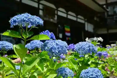 光照寺(新潟県)