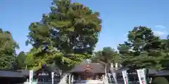 北海道護國神社の七五三参