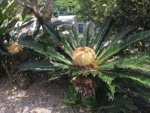 高千穂神社の自然